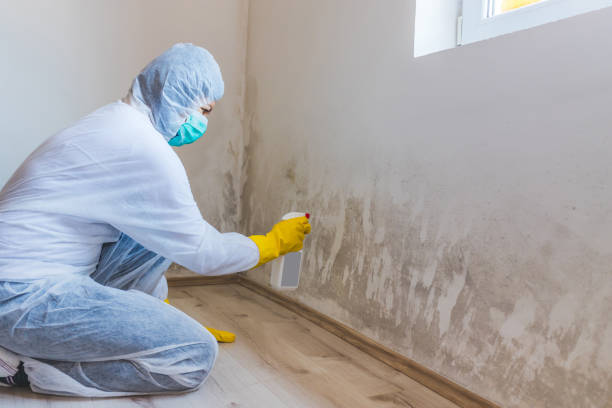 Professional mold removal team in Norristown